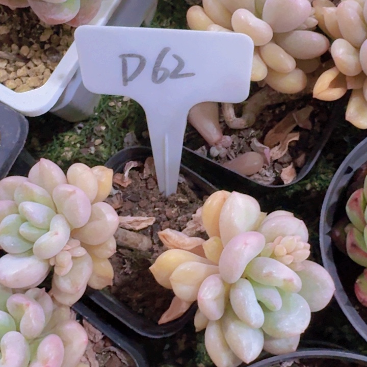 健健康康平平安安