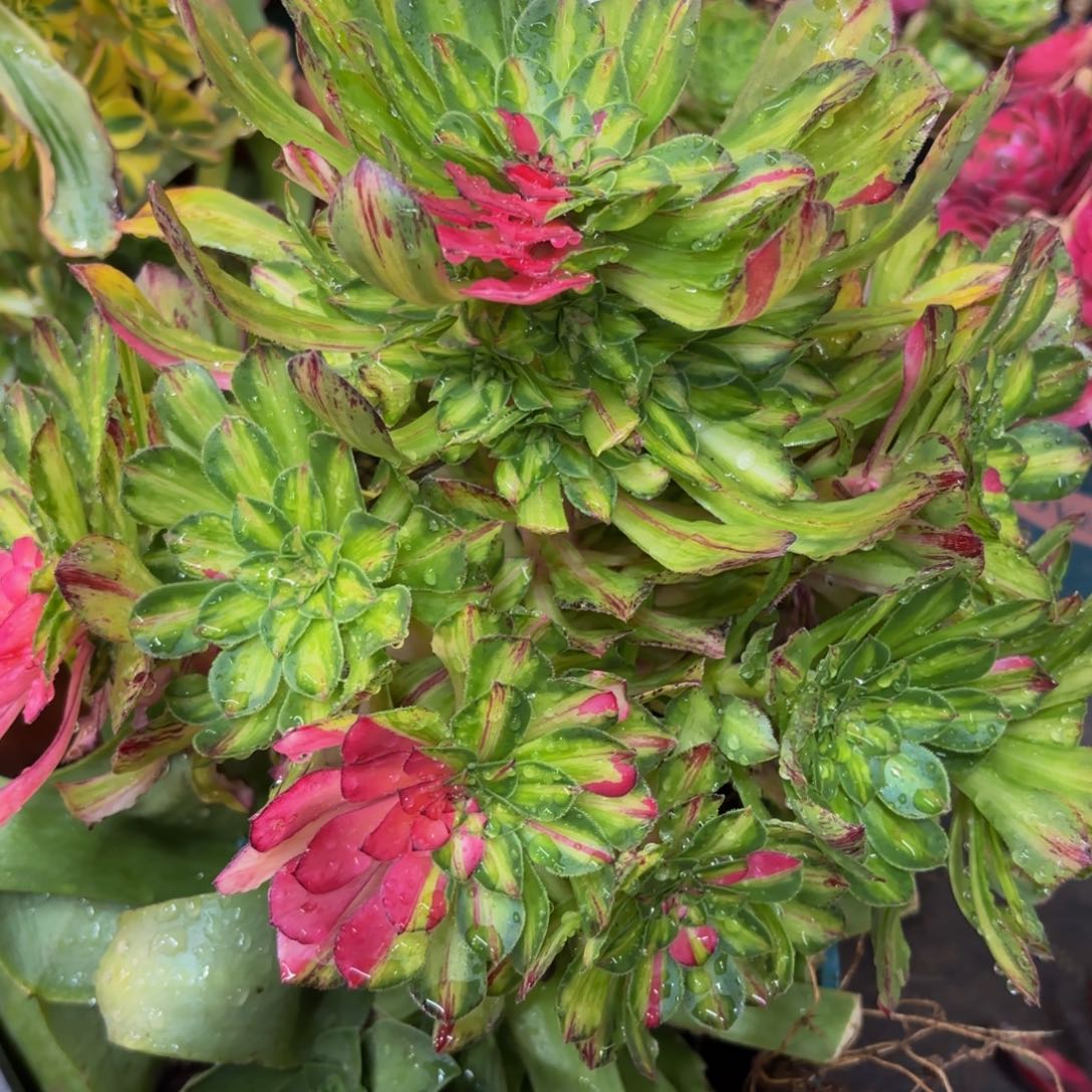 239多肉植物知否嫁接