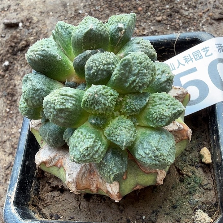 无花朵507珍珠尤哥斯拉牡丹东三