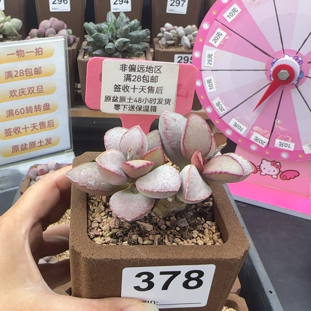A***a378金牛座多肉植物