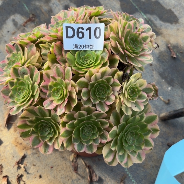 瑞妈多肉植物610.雨荷