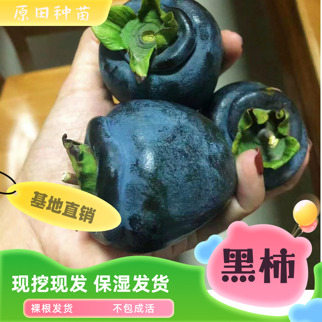 黑柿（软柿）裸根苗不包成活