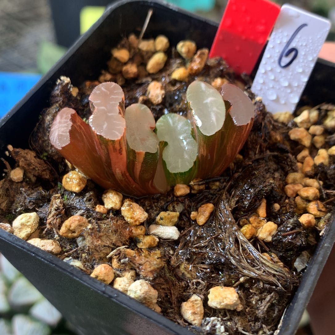 6号玉扇锦一物一拍