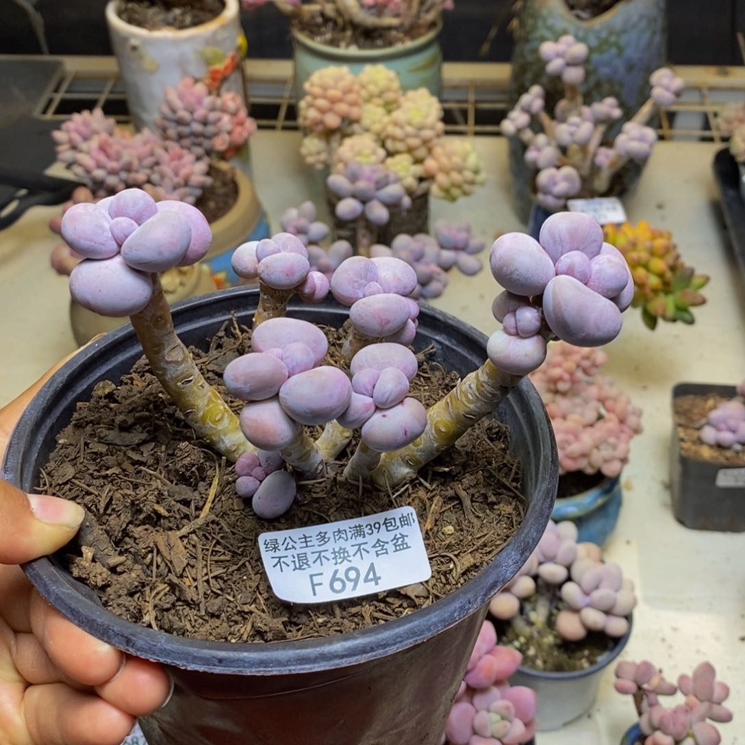 694芭比奶多肉8c m