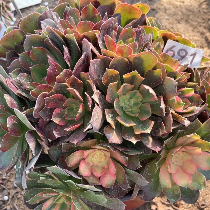 691多肉植物红秀