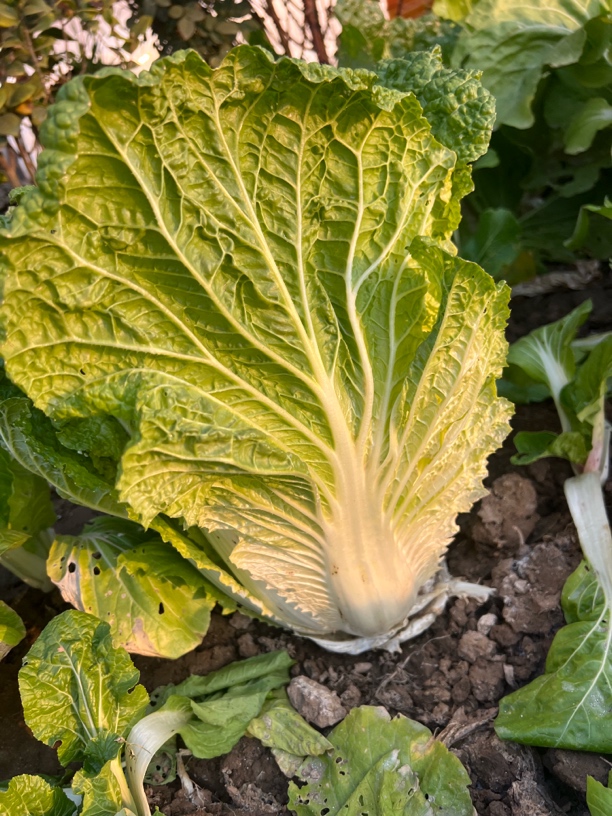 农家自种高山青白菜露天种植新鲜蔬菜