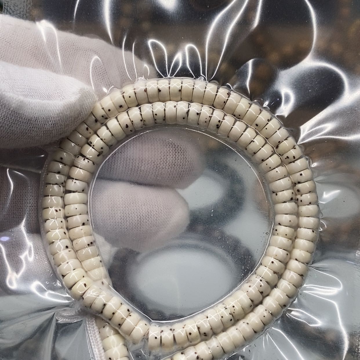 【闪购商品】星月菩提手串从****修一物一图原生态同枝古瓷白