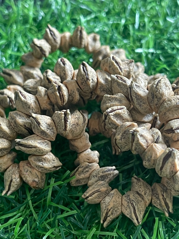 【花花肠籽】高油高密藏式斜切大肠柏香籽108长串