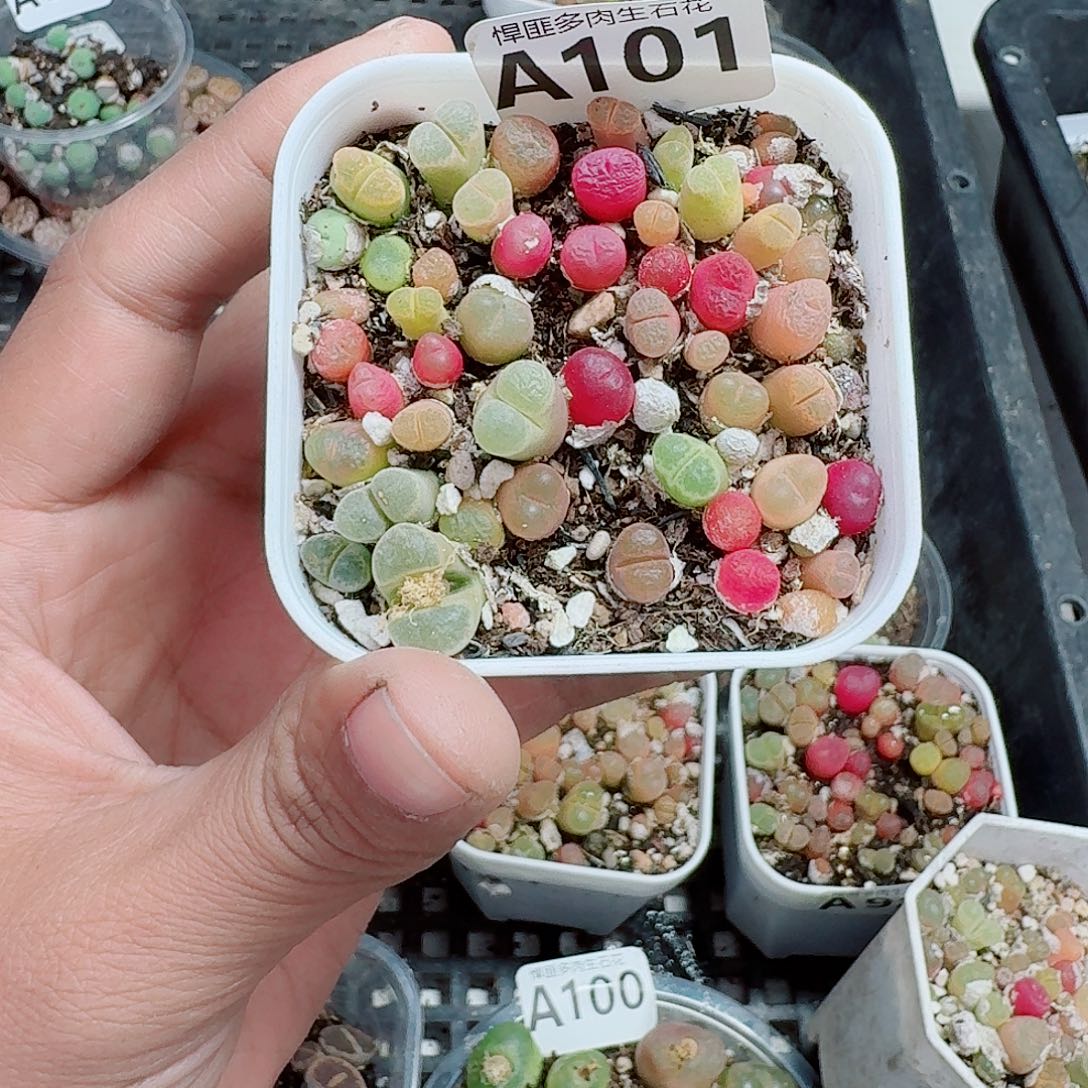 101多肉植物多肉植物