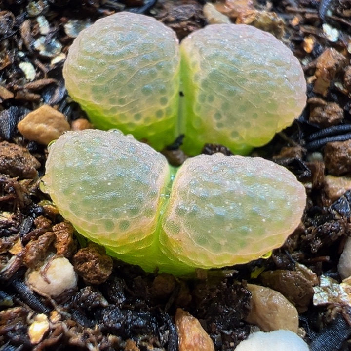 粉芭比多肉植物盆栽