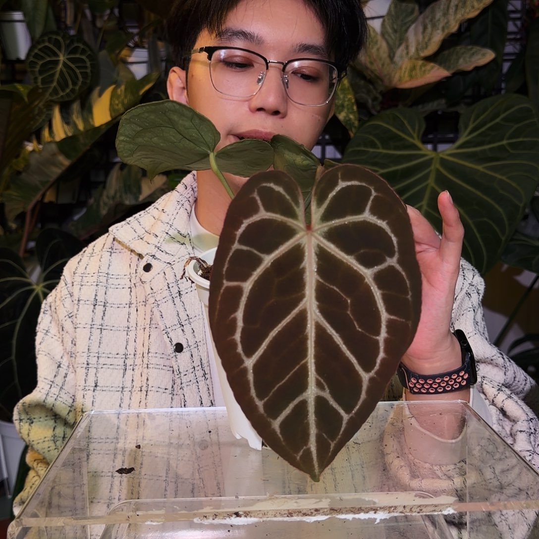 完全开放R106巧克力杂树莓