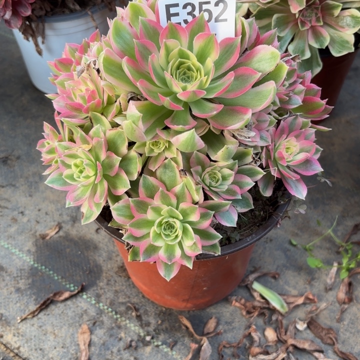 瑞妈，，，，，。。352粉水晶，