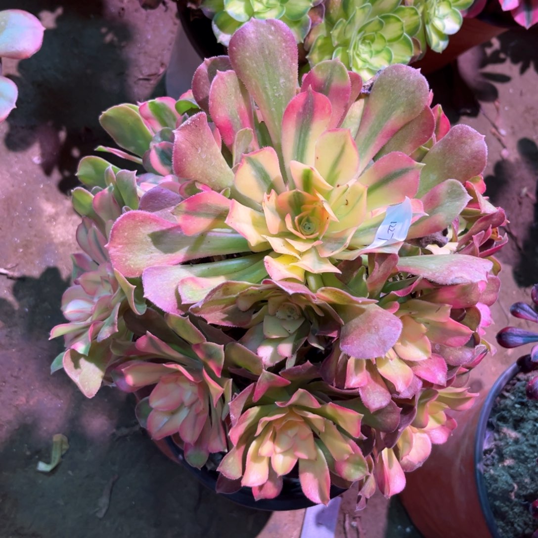 多肉植物香妃089
