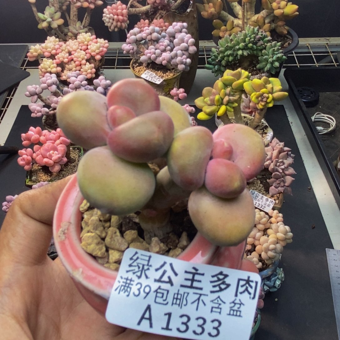 333芒果奶kk奶多肉4c m