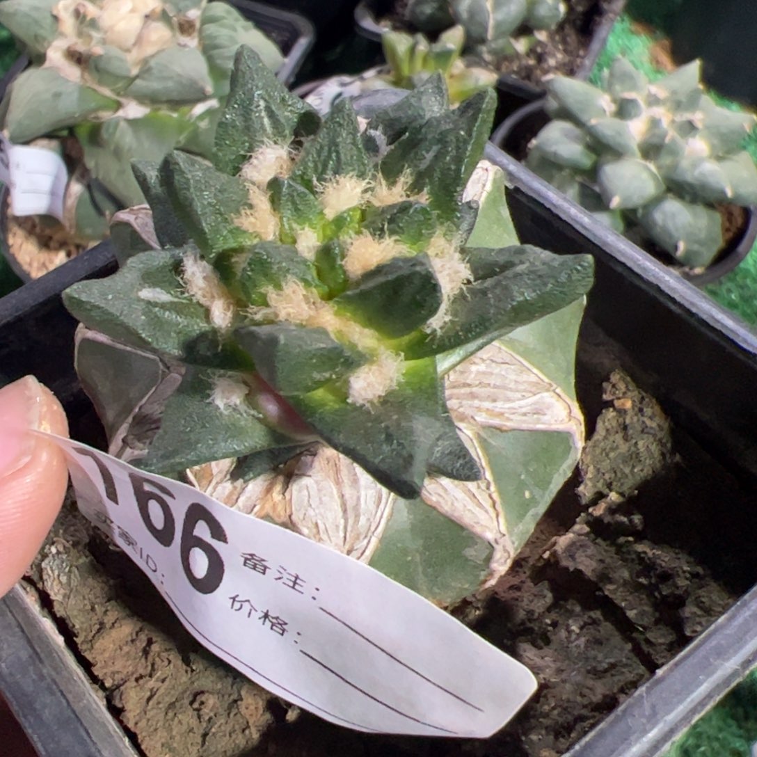 短尤龙角牡丹166