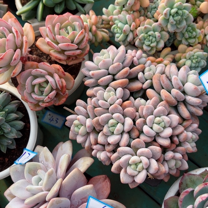 29洛神平平安安健健康康