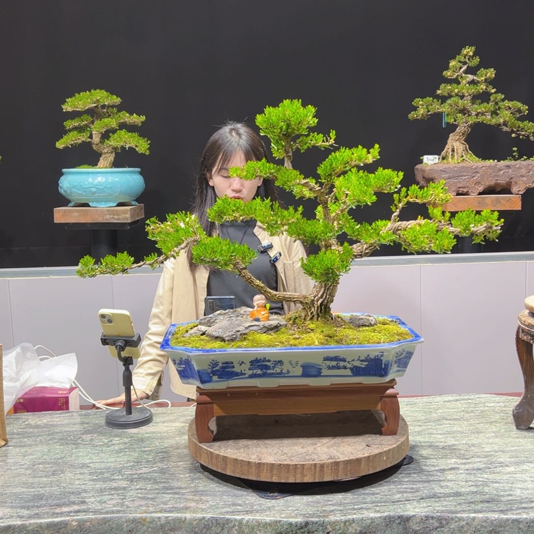 黄杨盆景老桩四季常青