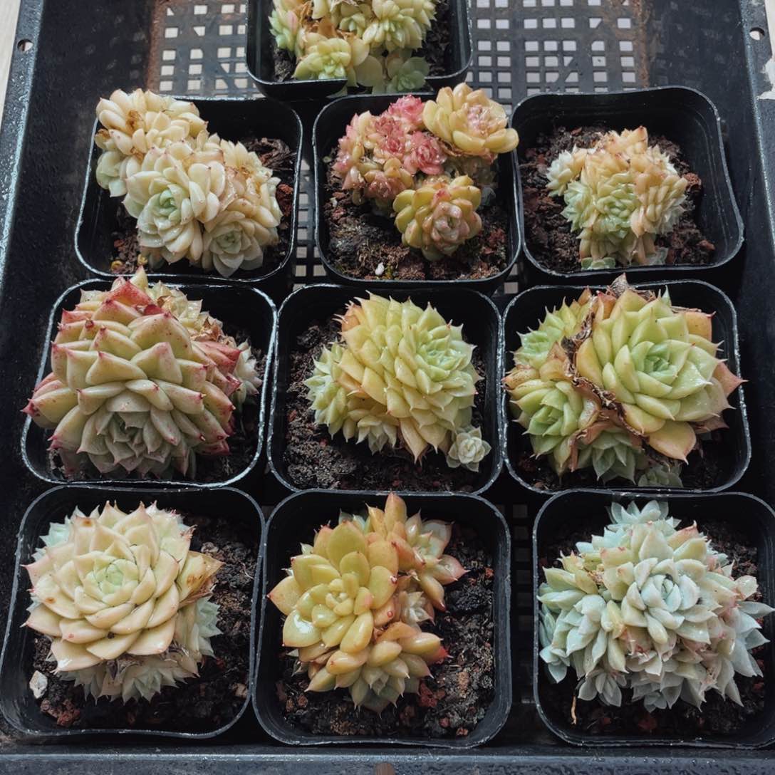 哈****啊葡萄牙语在中央音乐学院10