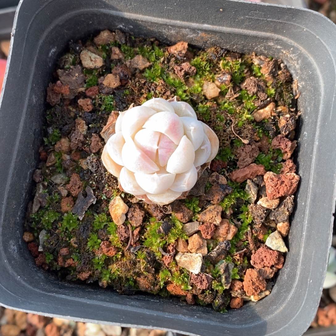 精品多肉一物一拍不包整605