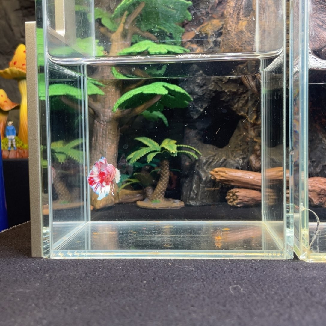 斗鱼十二月二日竞价