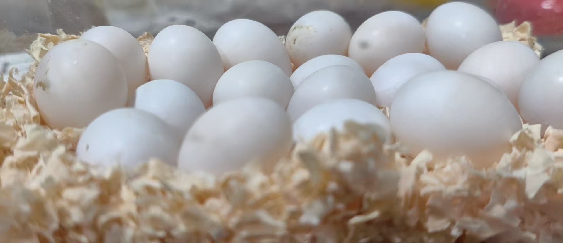 新鲜掏窝可孵化鹦鹉蛋1