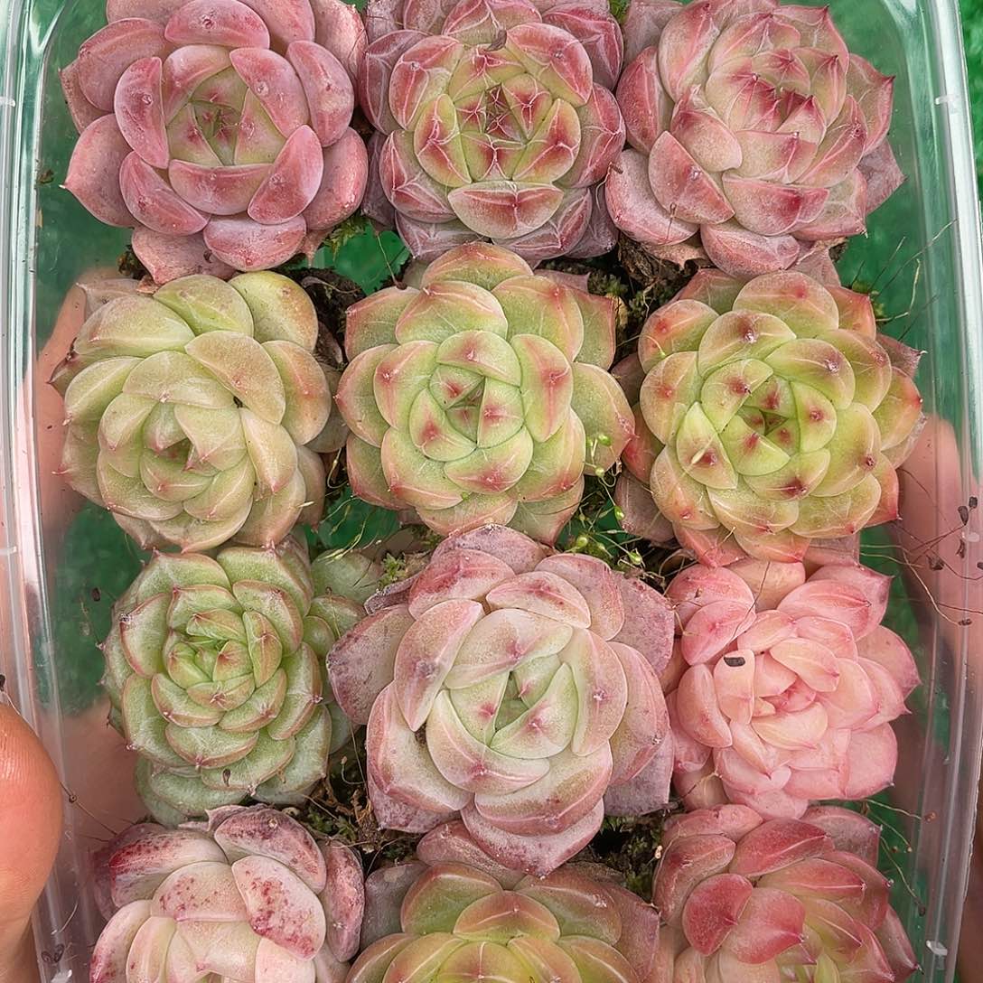 多肉一物一拍28-74