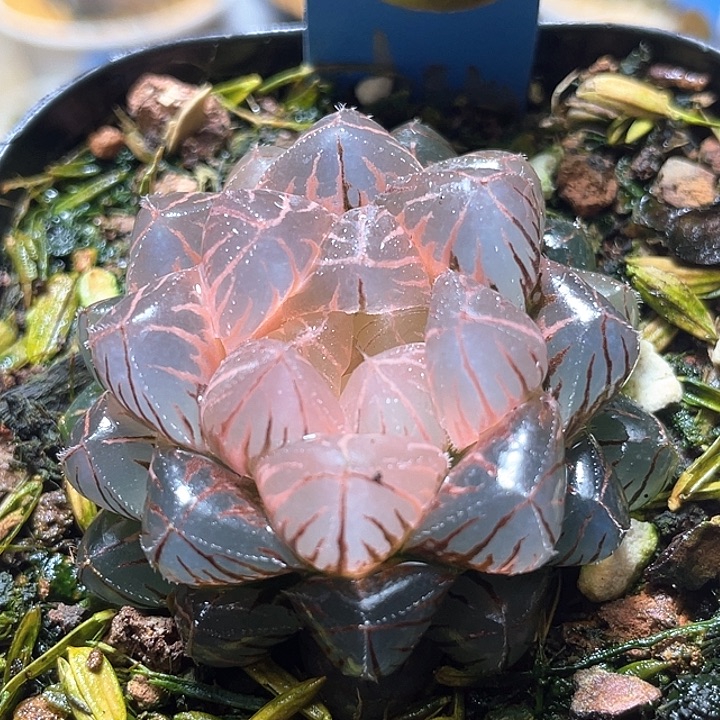 796糊趋势绯桃锦亚成