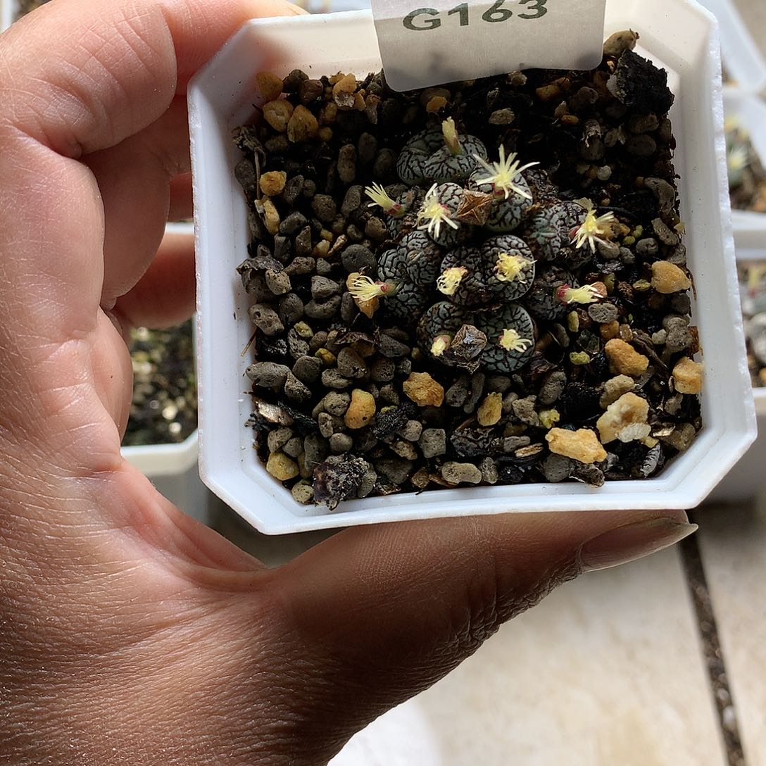 粉****心G163多肉植物保护