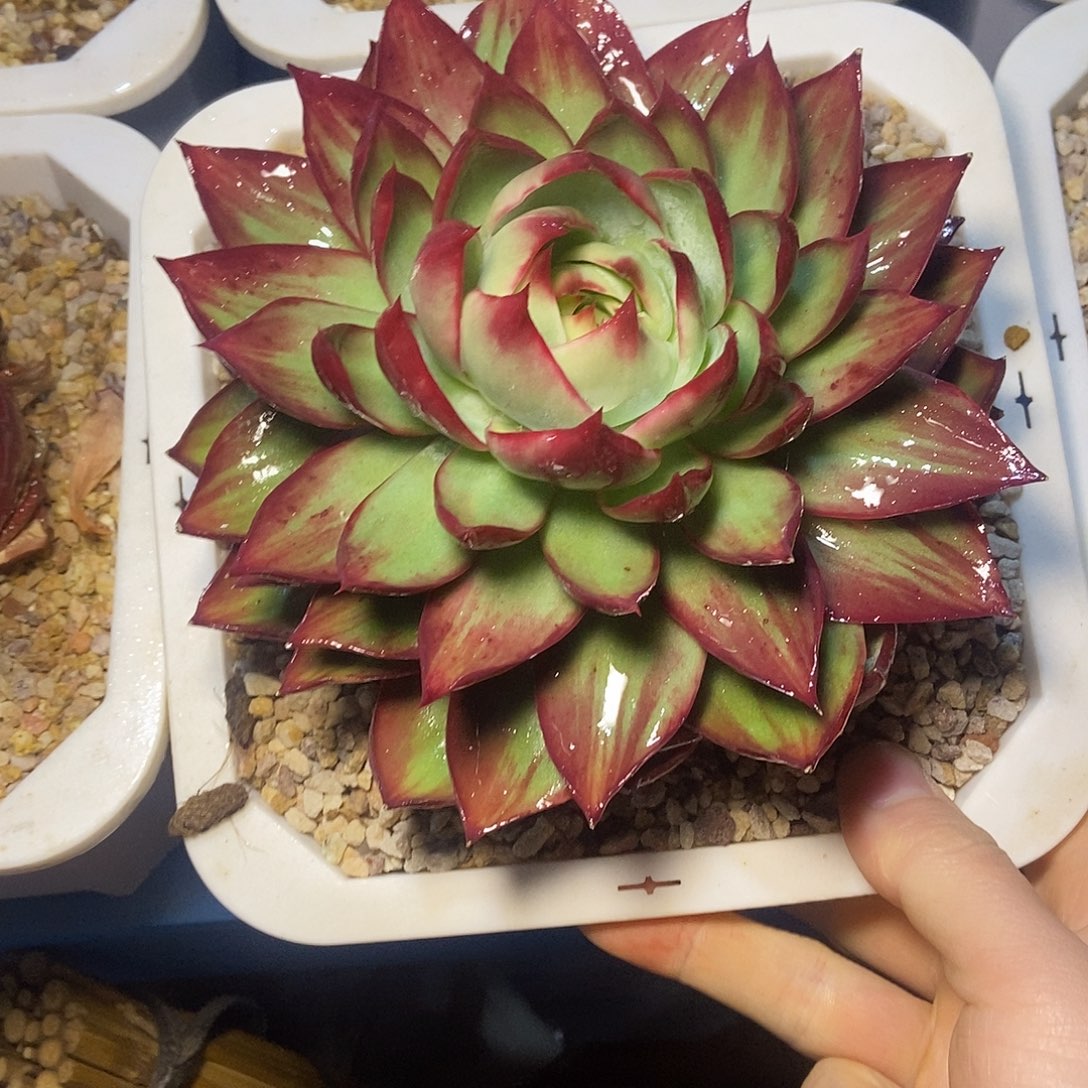 惊鸿仙子一物一拍