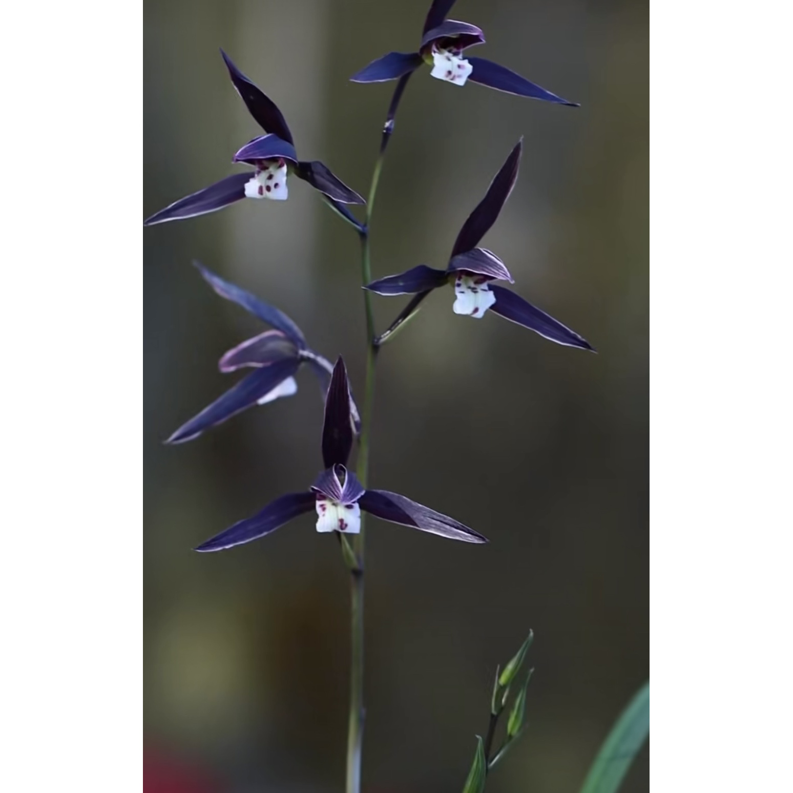 【紫薇】寒兰名品 兰花老种2苗 花开浓香 好养易活 对版