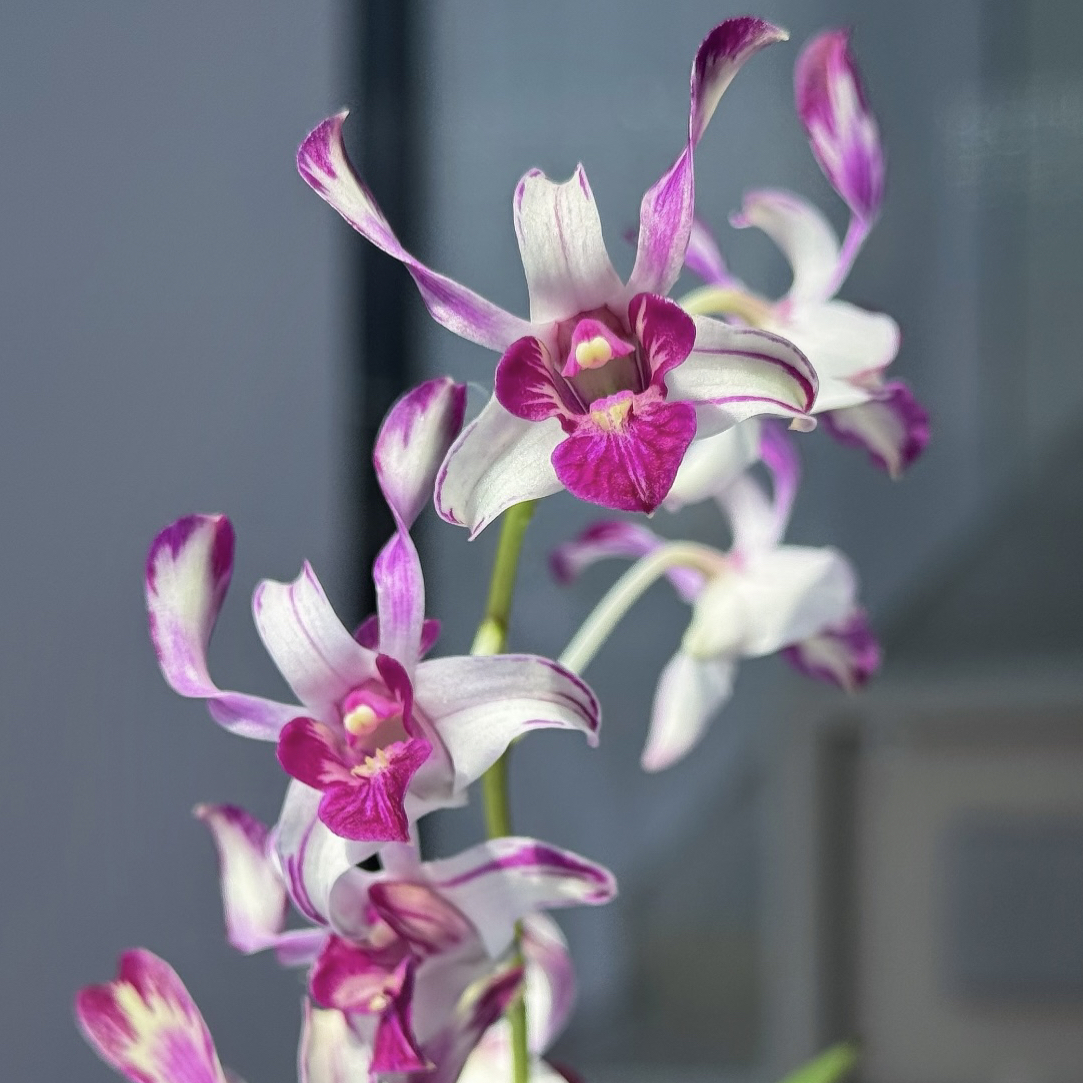 凤尾羚羊泼墨 泰国秋石斛