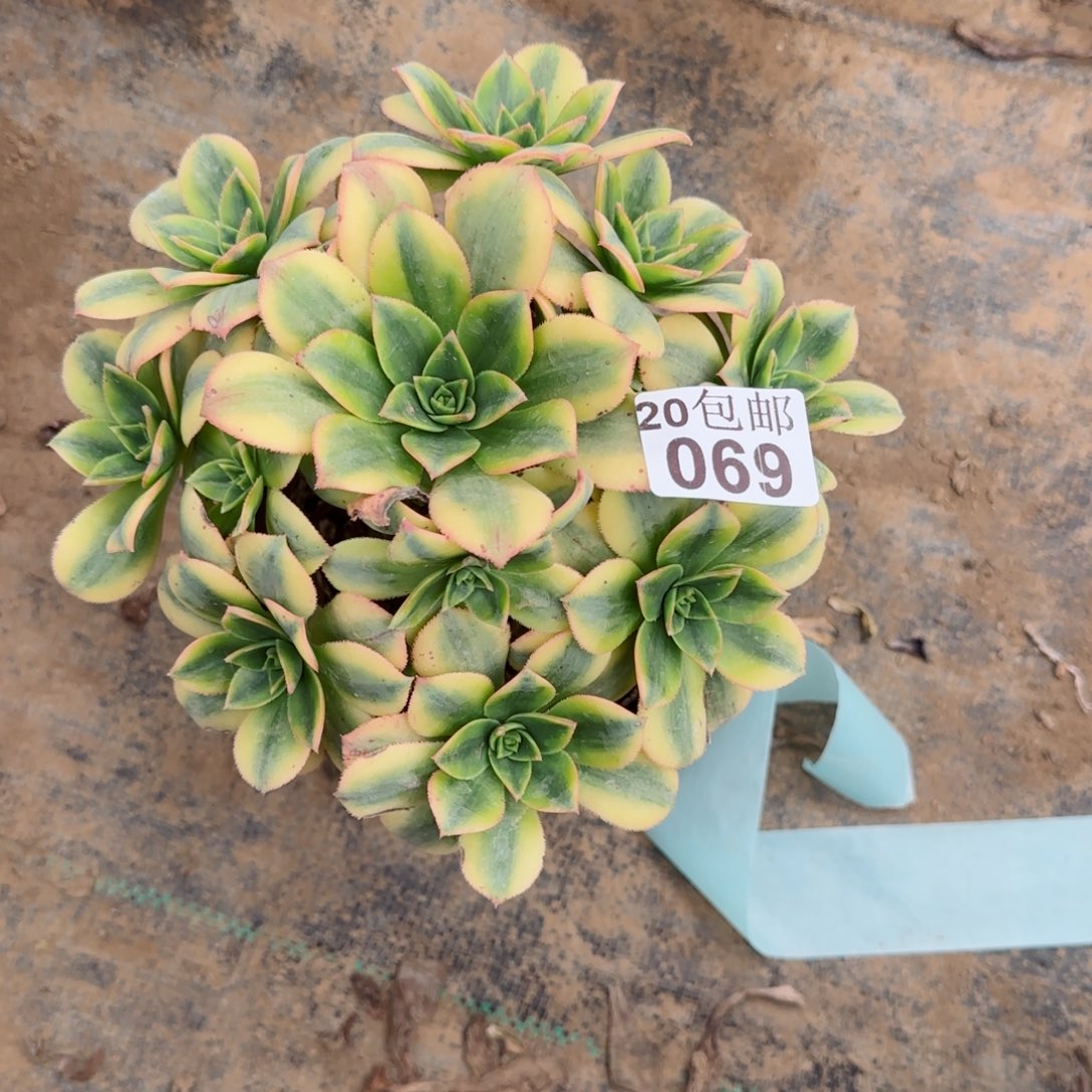 星爆069满20包邮断枝不包