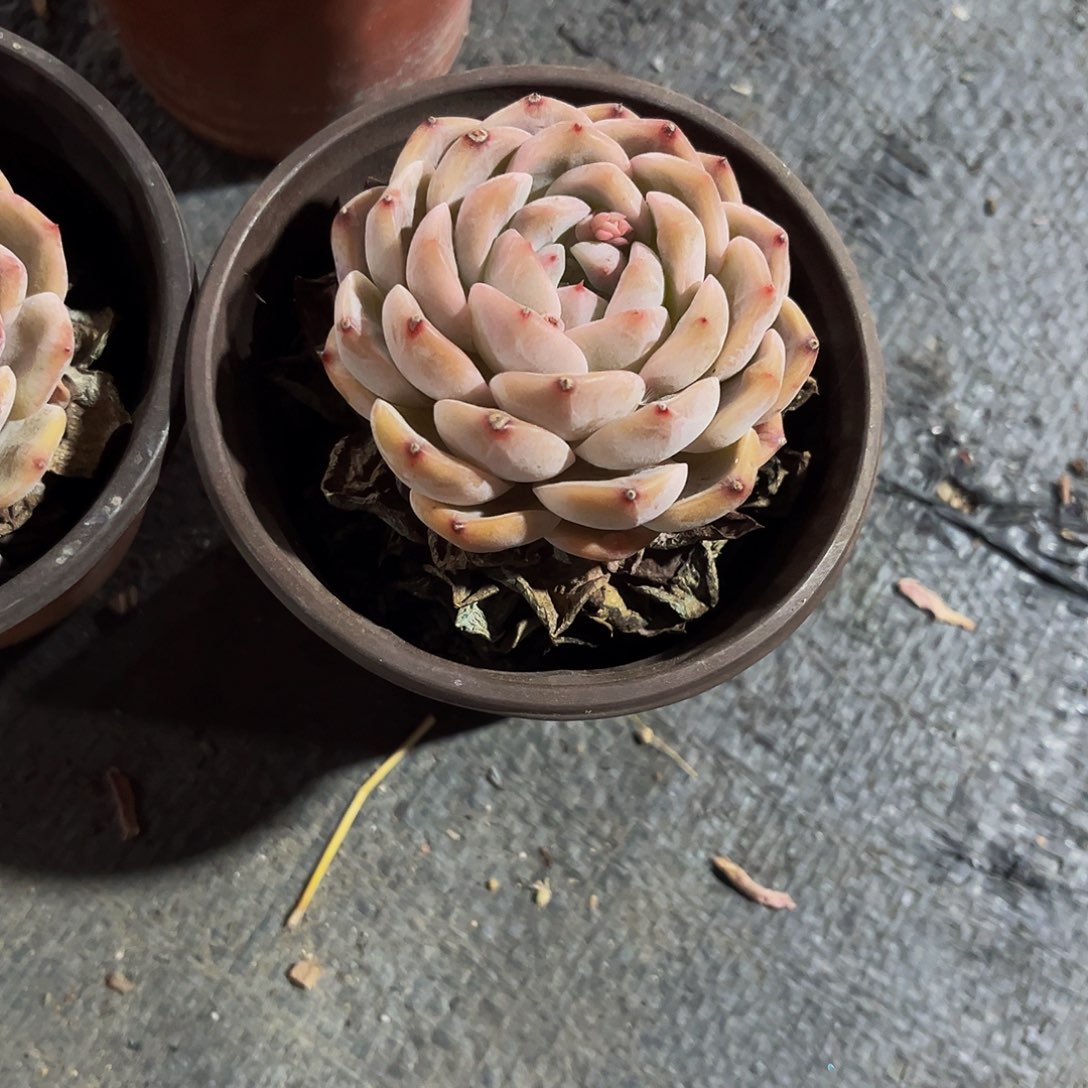 冰魄多肉 5块钱一颗