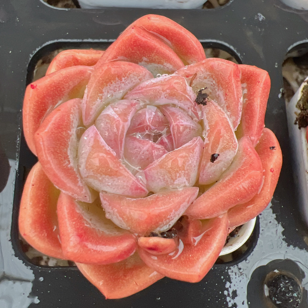 40#雨水单头多肉-带盆土