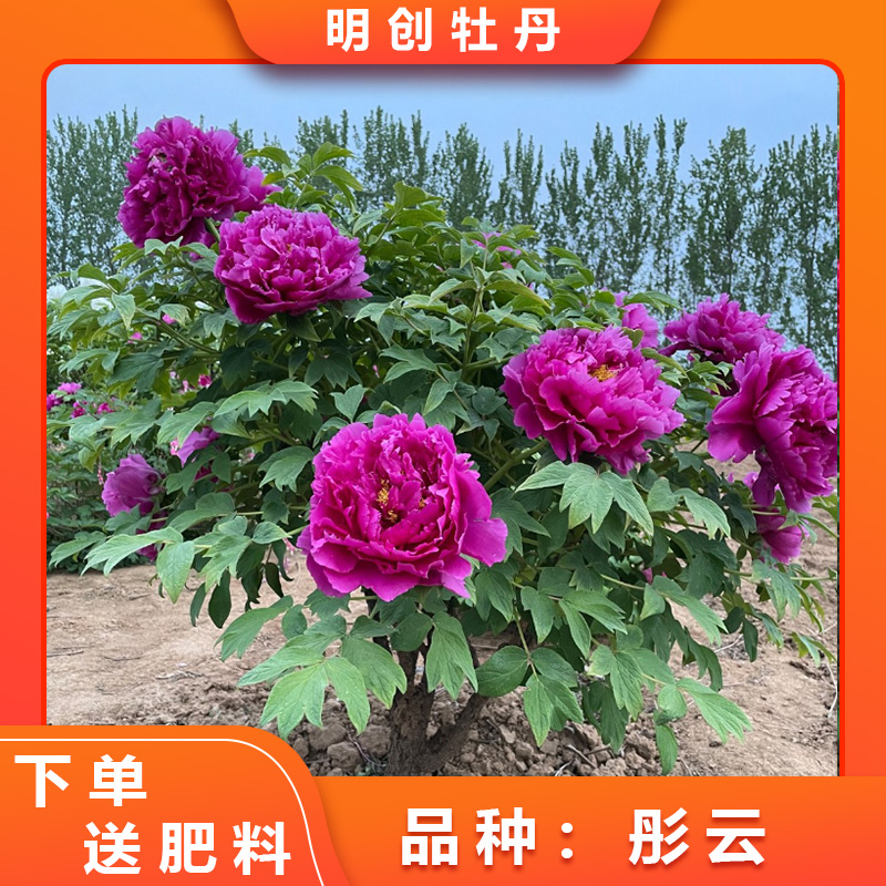 【彤云】紫红色重瓣大花春季开花庭院种植