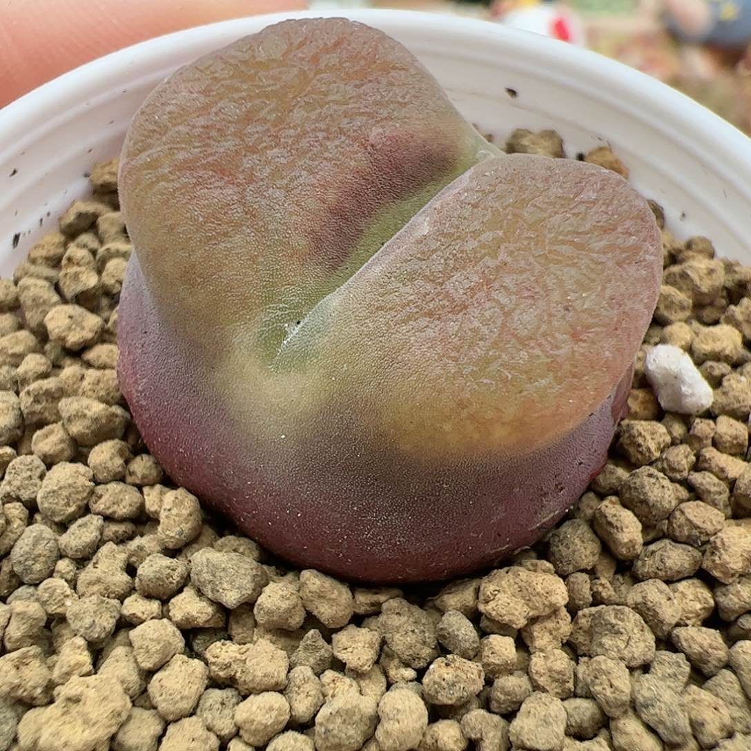 【闪购商品】381 带盆