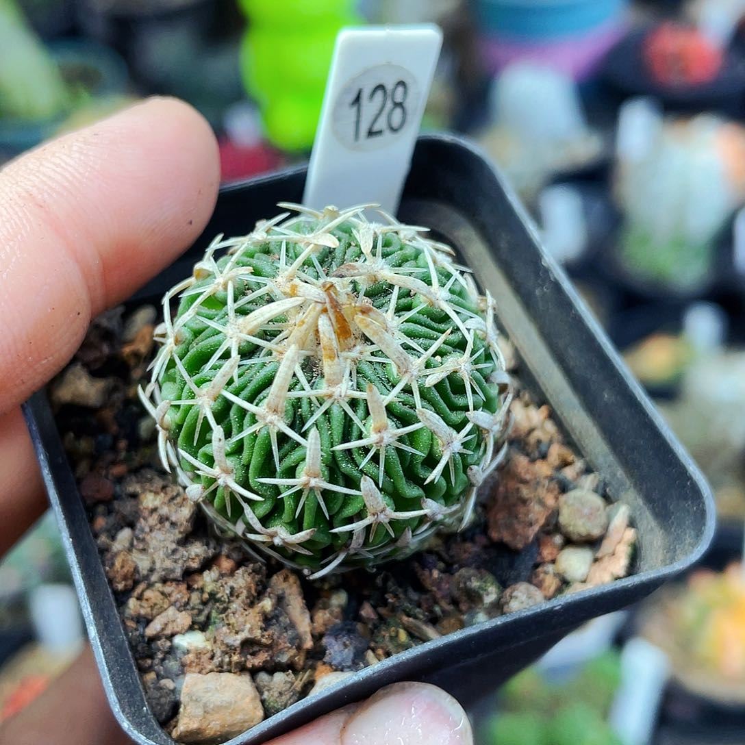 非偏远地区满25包邮仙人球