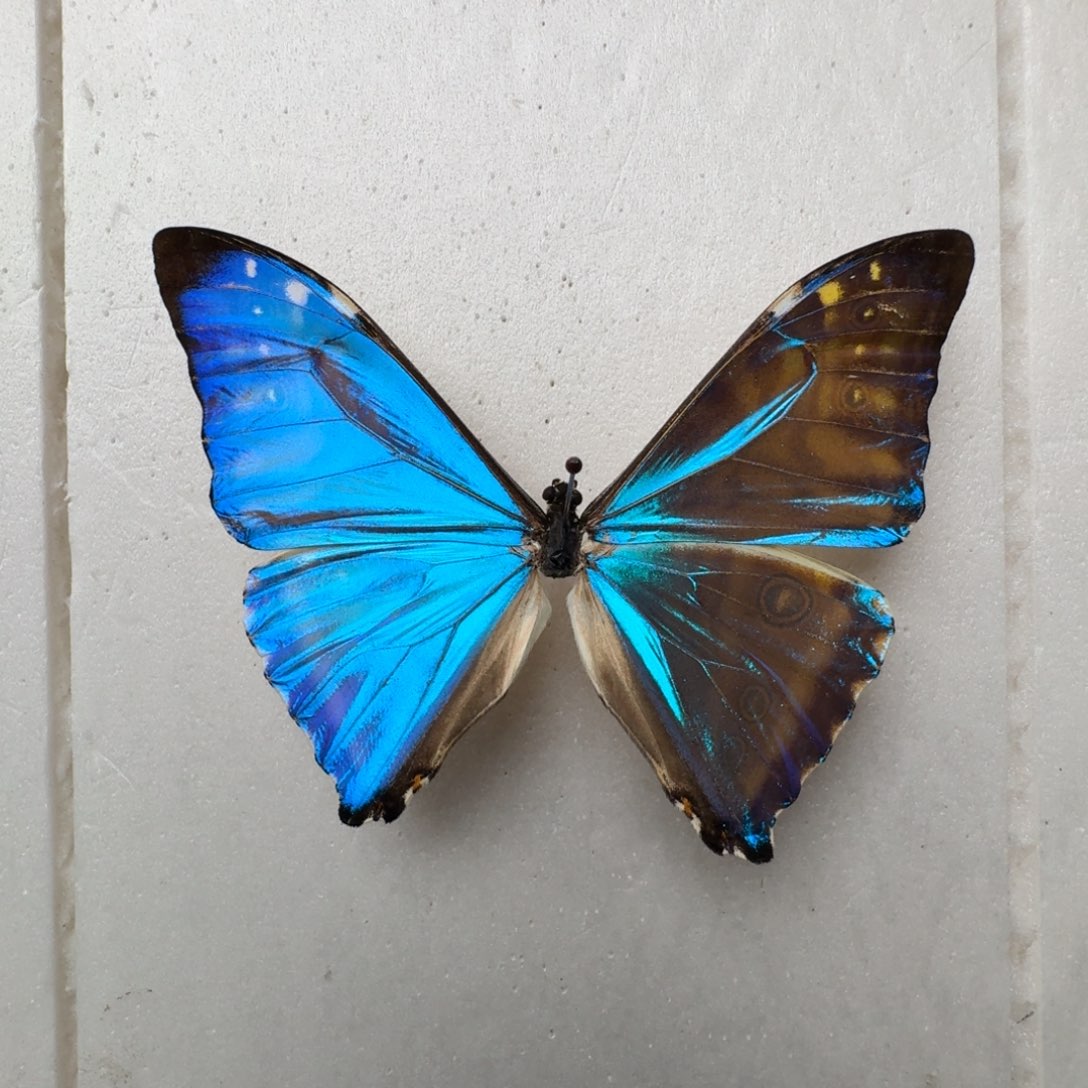 西风闪蝶88888888