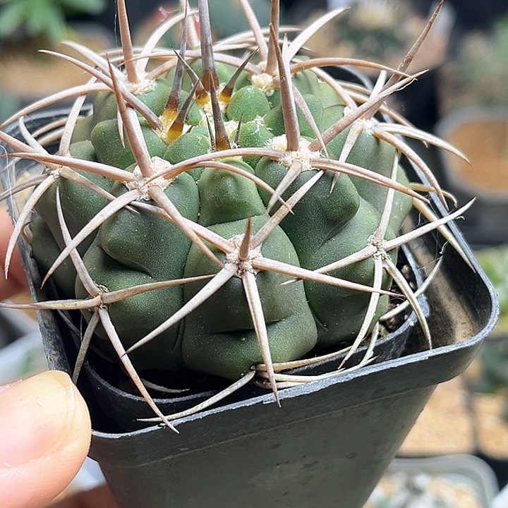 中刺碧岩玉实生球5.5公分