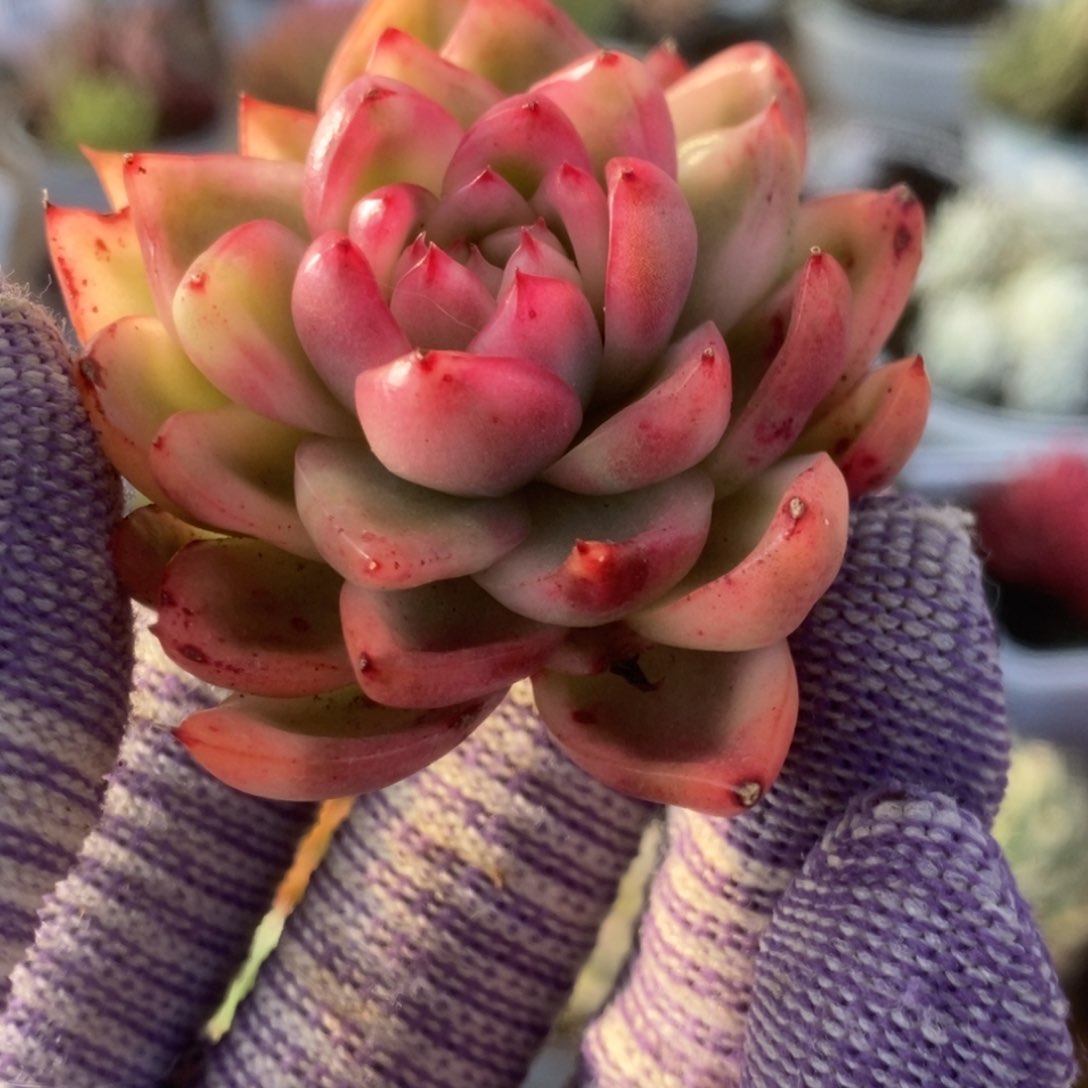 202东云杂锦锦锦锦