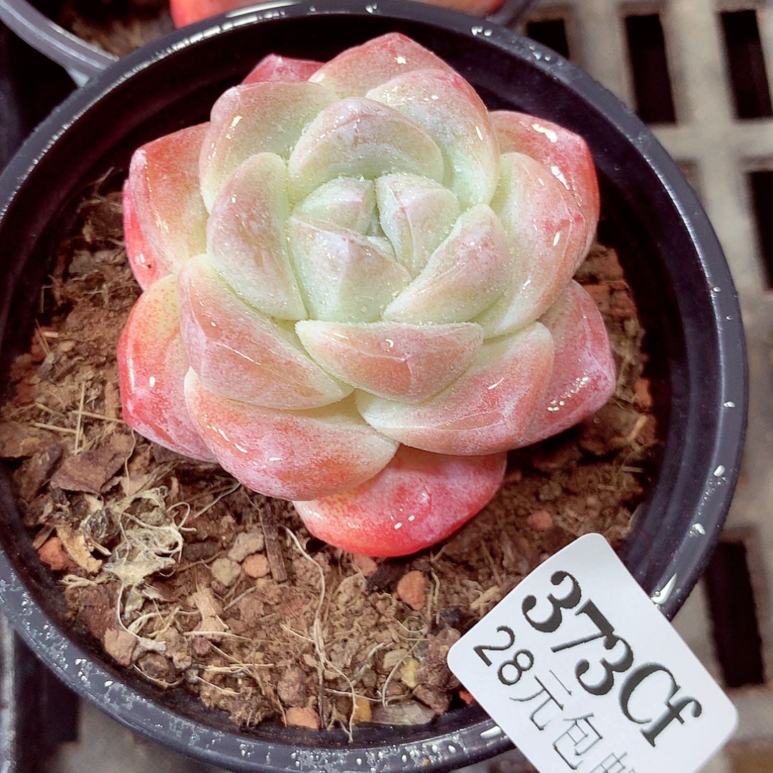 5厘米盆精控多肉373