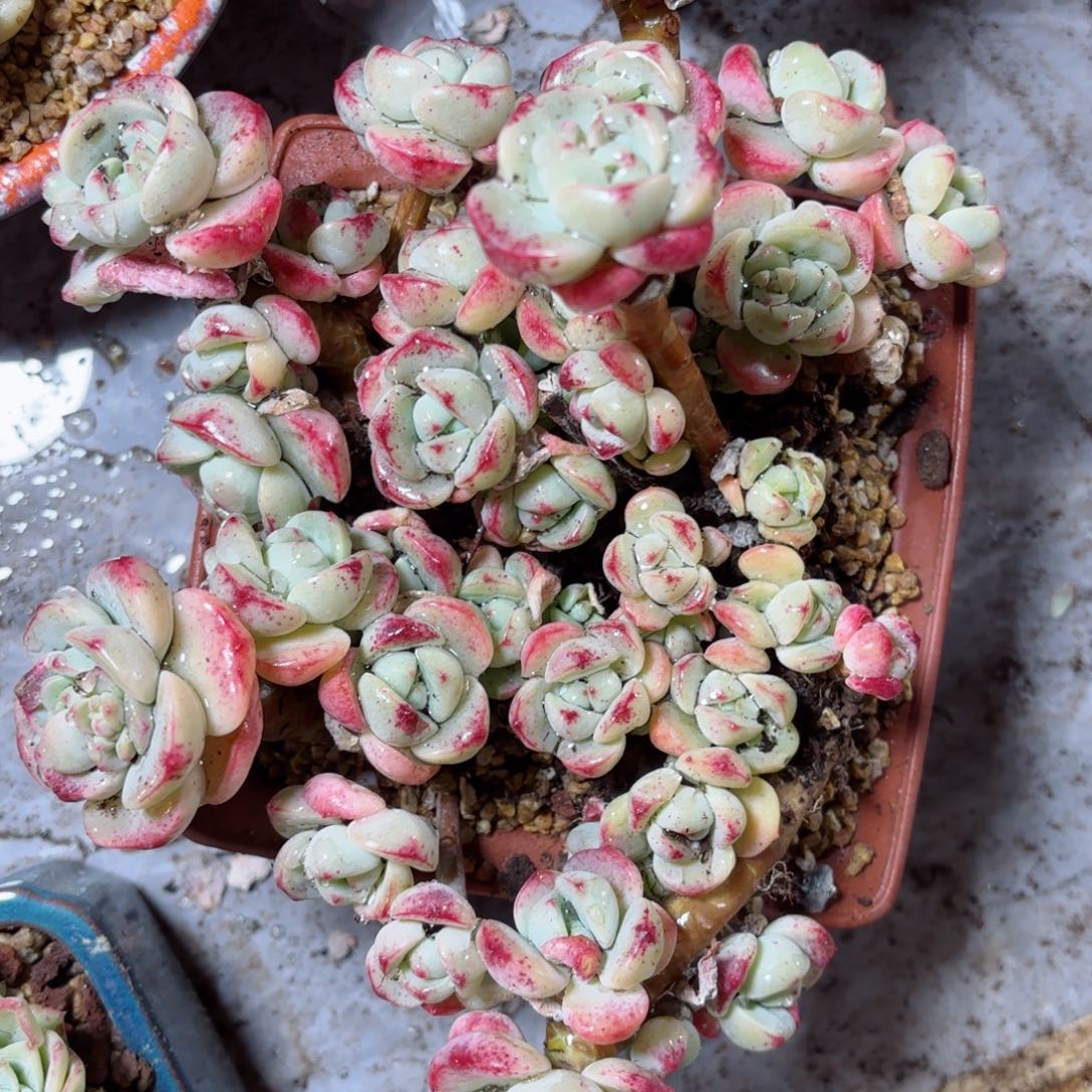 草***鹿香草30-1。          