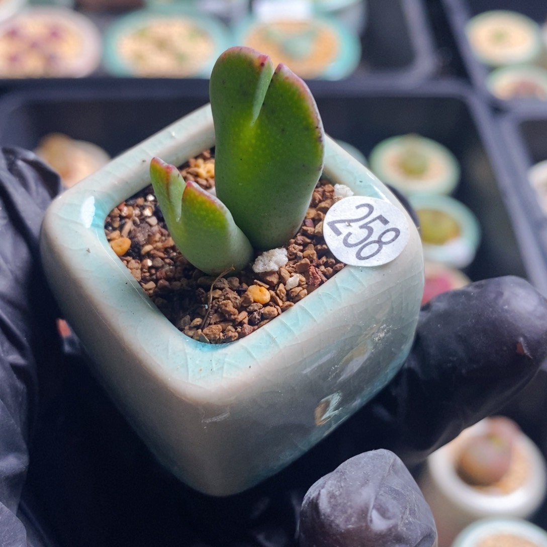 258-一物一拍 带盆