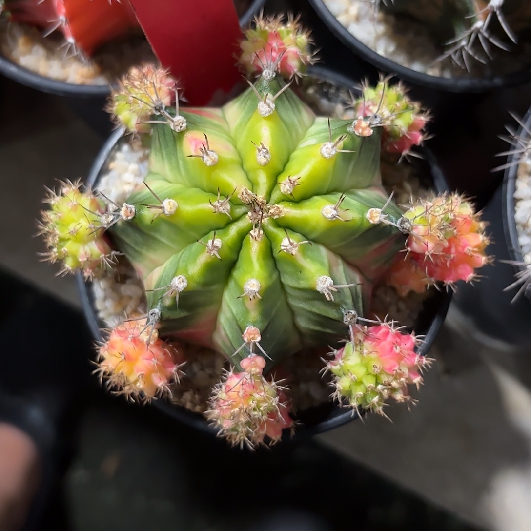 267-1106泰国发货多肉