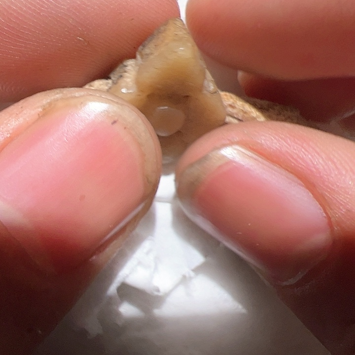 香榧木在家了一个