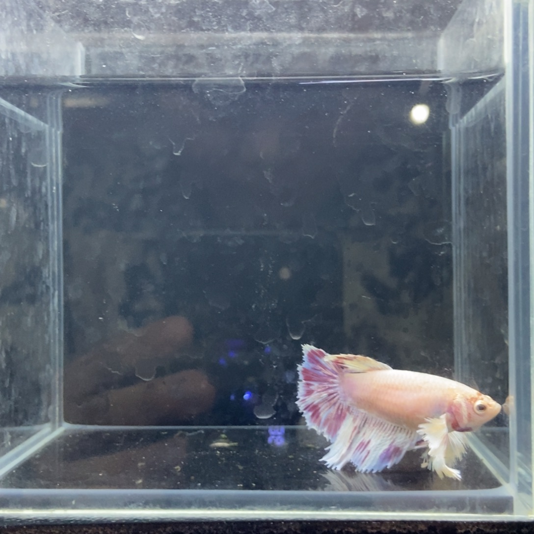 斗鱼包活不包损所见即所得059