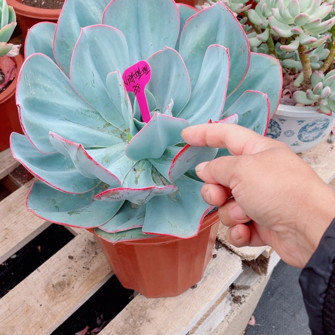 小陈姐姐，布鲁克林的蓝