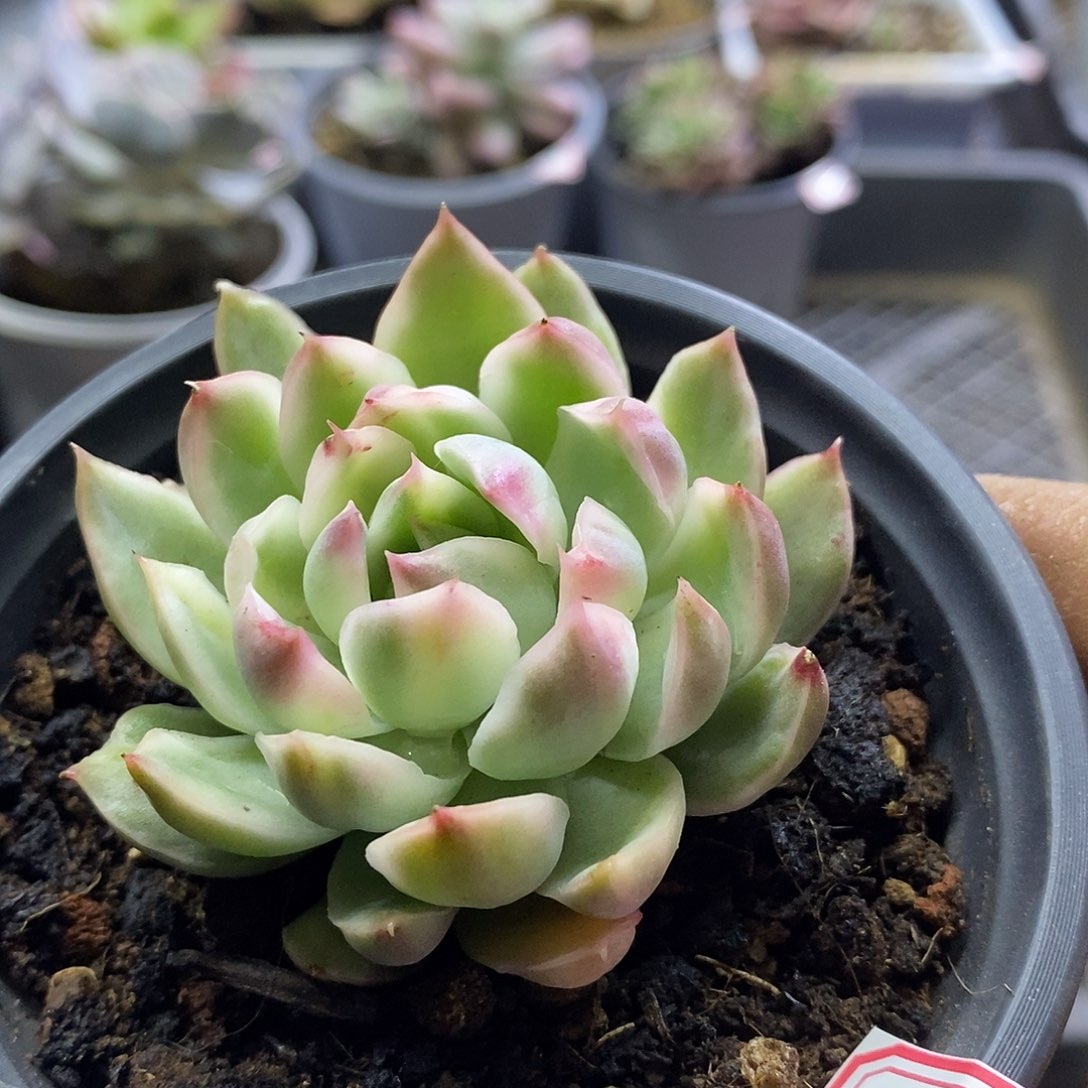 1289 水晶恋人锦多肉