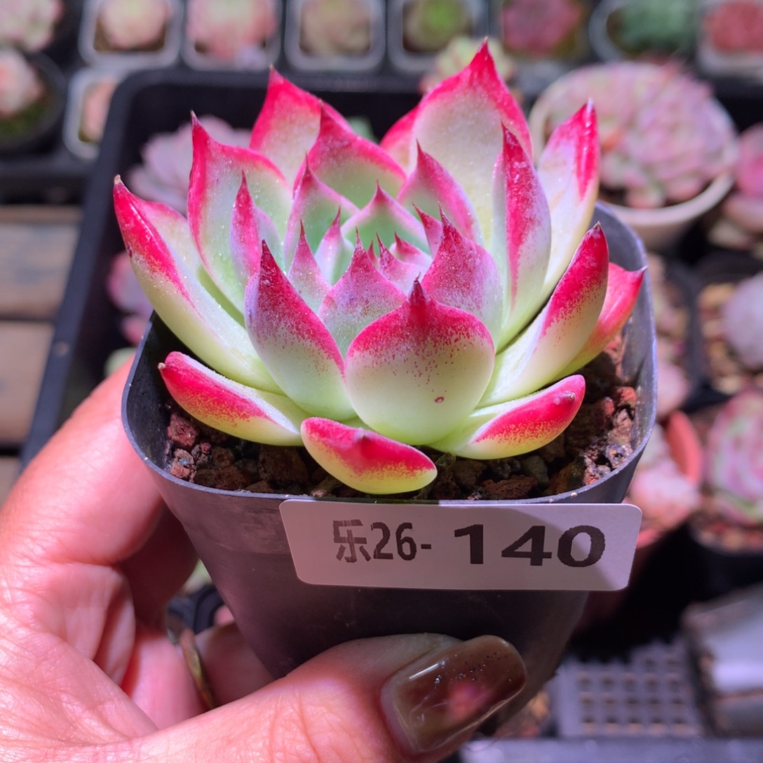 乐然26-140 吉娃娃 