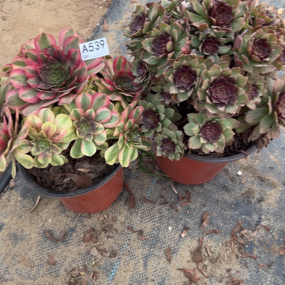 539两颗组合多肉植物法师
